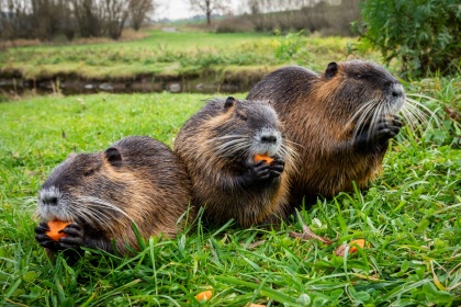 Nutrie