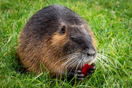 Nutrie