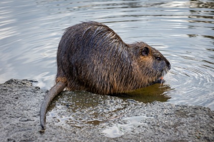 Nutrie