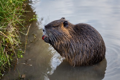 Nutrie