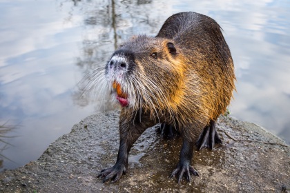 Nutrie