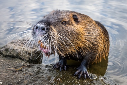 Nutrie