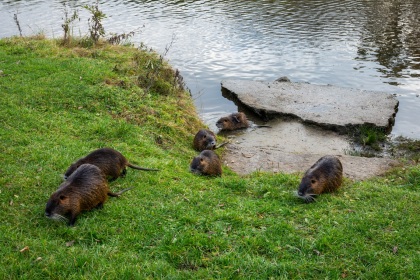 Nutrie